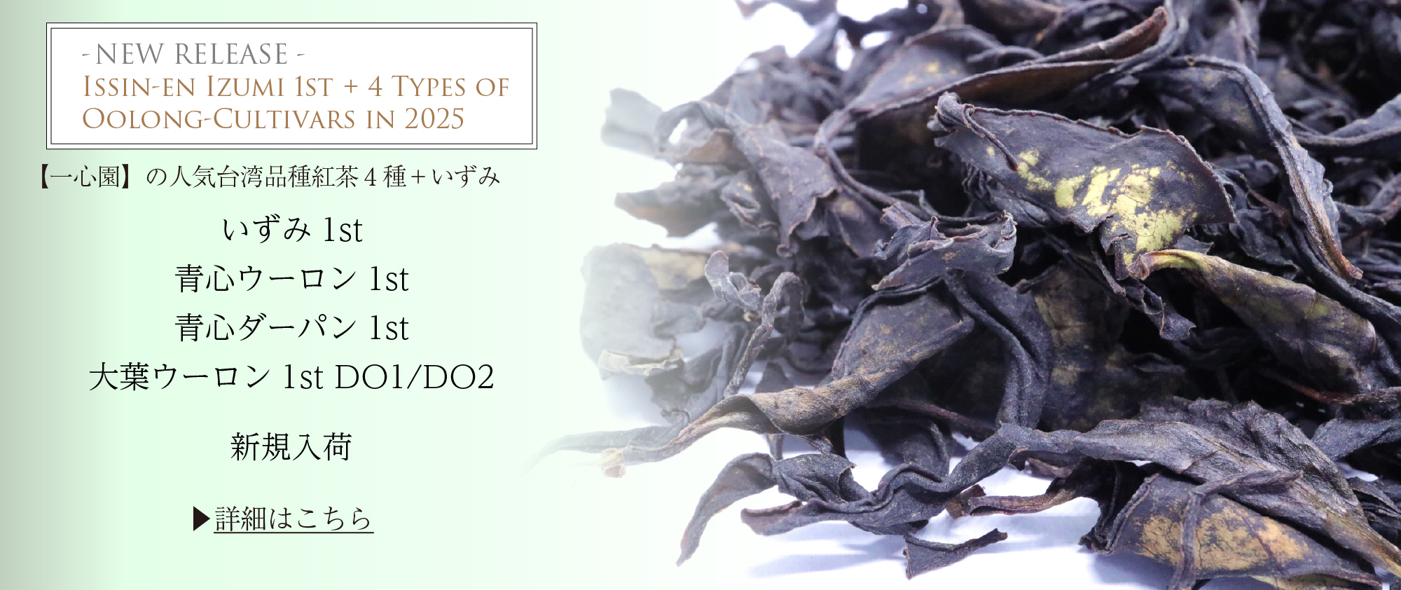 一心園 いずみ1st ウーロン品種4種 新茶入荷